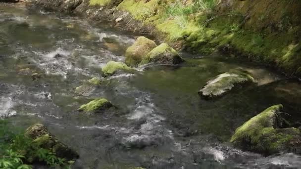 森林の滝から来る岩の上の急流の映像 — ストック動画