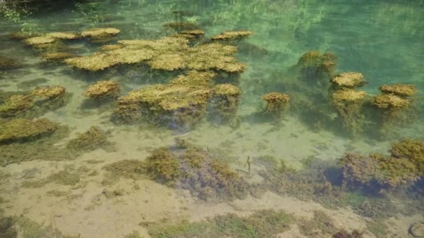 水生植物がいっぱいの湖の美しい透明な水 — ストック動画