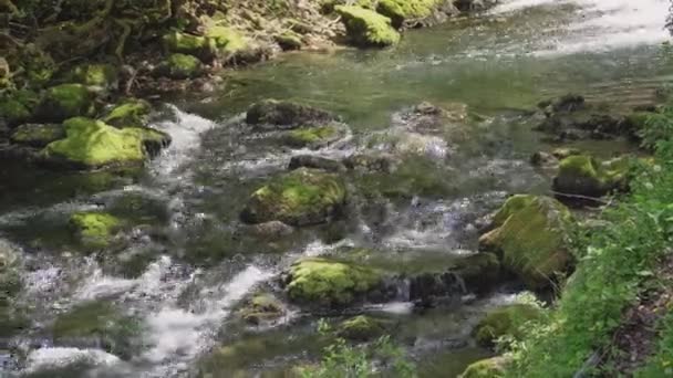 森林瀑布中岩石上湍急水流的影像 — 图库视频影像