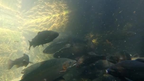 Nehirde Yüzen Büyük Bir Alabalık Sürüsü — Stok video
