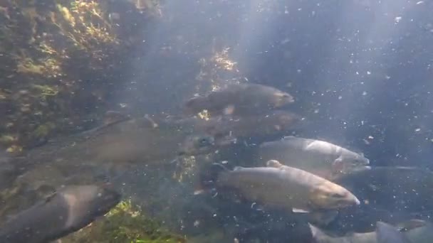 Stor Grupp Öringfiskar Som Simmar Bäck — Stockvideo