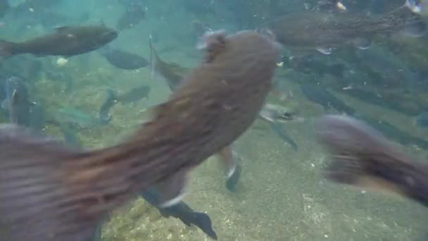 一大群鳟鱼在溪流中游来游去 — 图库视频影像