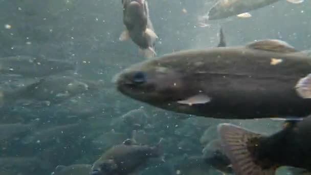 一大群鳟鱼在溪流中游来游去 — 图库视频影像