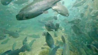 Nehirde yüzen büyük bir alabalık sürüsü.