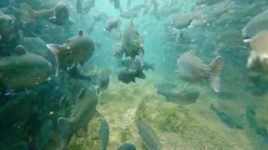 Kamera balık havuzundaki alabalık sürüsünün içinden geçiyor.