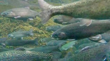 Alabalık sürüsü bir su deresinde yüzüyor.