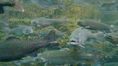 Alabalık sürüsü bir su deresinde yüzüyor.