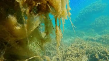 Temiz bir tatlı su ekosisteminin sualtı görüntüsü