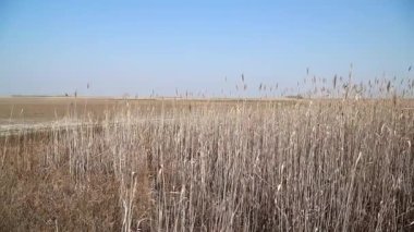 Uzun kuru sazlıklar ve yeşil çimenler yazın kurak araziyi kaplar.
