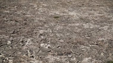 Yazın doğa koruma alanında tuzlu kuru toprak ve çimenleri gösteren videoyu kapat