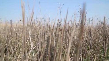 Kurumuş keskin sazlıklar ve diğer yabani bitkiler doğadaki boş araziyi kaplar.