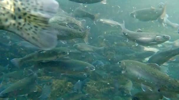 令人惊奇地近距离拍摄了鱼群的水下视频 — 图库视频影像