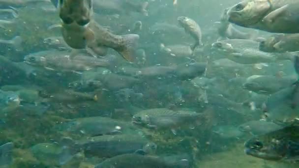 Quinta Peixes Vídeo Subaquático Truta — Vídeo de Stock