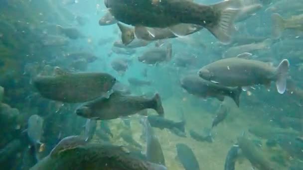 Grupo Peixes Truta Nadando Córrego Água — Vídeo de Stock