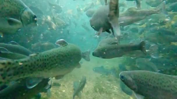 Forellenfischgruppe Schwimmt Einem Wasserstrom — Stockvideo
