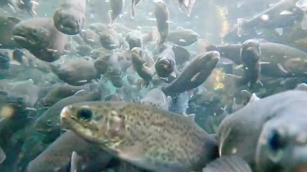 Niesamowite Zbliżenie Podwodne Wideo Ławicą Pstrąga — Wideo stockowe