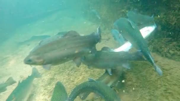 Hodowla Ryb Dużą Grupą Pstrągów — Wideo stockowe