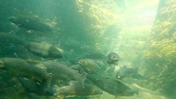 有大量鳟鱼的养鱼场 — 图库视频影像