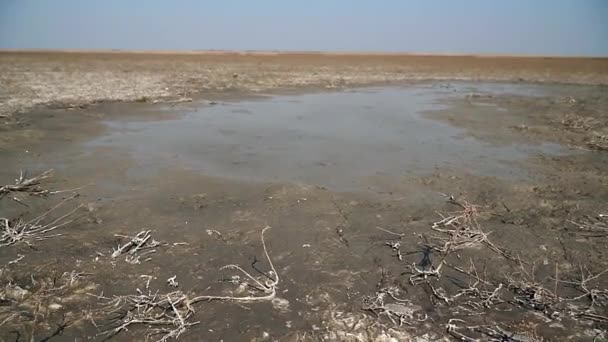 Charco Una Tierra Plana Cubierta Hierba Salada Seca Durante Verano — Vídeos de Stock