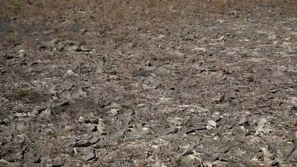 Соленая Сушеная Почва Трава Летом Природном Заповеднике Слано Копово — стоковое видео