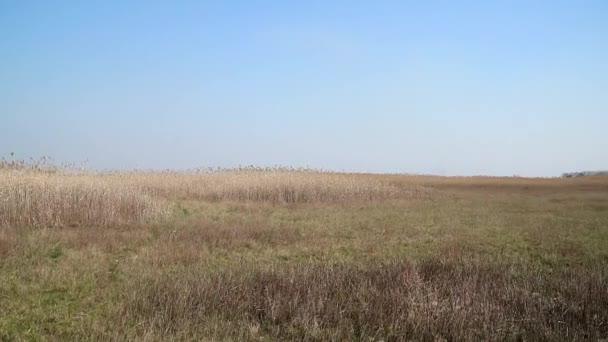 广阔的空地覆盖着青草和干枯的芦苇 — 图库视频影像