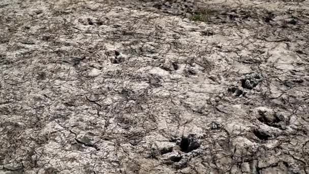 Tierische Fußabdrücke Salzigem Trockenboden Und Gras Sommer Naturschutzgebiet — Stockvideo