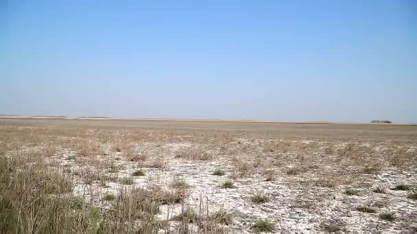 Slano Kopovo自然保护区夏季干旱月份土壤盐度高 — 图库视频影像