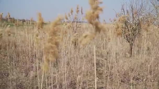 Záběry Vysoké Suché Zlaté Rákosí Létě Přírodní Rezervaci Slano Kopovo — Stock video