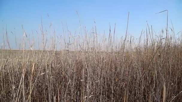 Reed Grama Seca Cobrindo Terra Seca Verão Reserva Natural — Vídeo de Stock