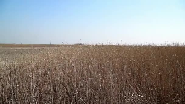 蓝天下 广阔平坦的土地上覆盖着盐 干芦苇和青草 — 图库视频影像