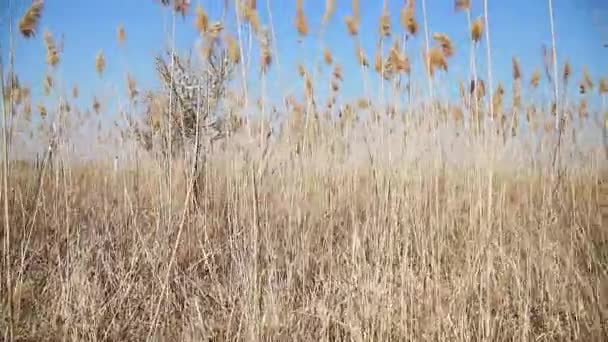 Images Nature Capturant Bel Arbre Fleurs Entouré Roseaux Secs — Video