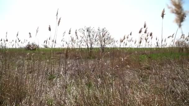 Wysokie Suche Trzciny Zielona Trawa Pokrywająca Suchy Ląd Latem Rezerwacie — Wideo stockowe