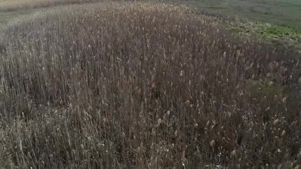 自然保護区で乾燥した土地で成長するドローン飛行機 — ストック動画