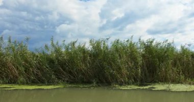 Rüzgarlı ve güneşli bir günde Nehirdeki yeşil bitki örtüsü