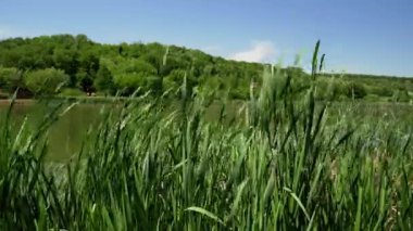 Sırbistan 'da Bruje Gölü kıyısında kuğularla sallanan yeşil çimenlerin görüntüsü