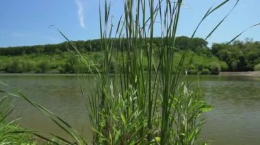 Gölün kıyısında, diğer tarafında ağaçlık tepe olan uzun yeşil çimenler.