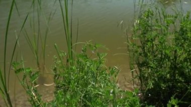 Sırbistan 'da Bruje gölünün kıyısında ve dibinde yabani otlar büyüyor