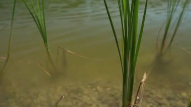 Sırbistan 'da büyüyen çimlerle Bruje Gölü kıyısında küçük çakıl taşları