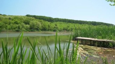 Sırbistan 'da Bruje Gölü kıyısında eski ahşap iskele ve yeşil sazlıklar ve ağaçlar