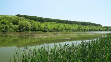 Sırbistan 'da Bruje Gölü kıyısında taze yeşil çimen