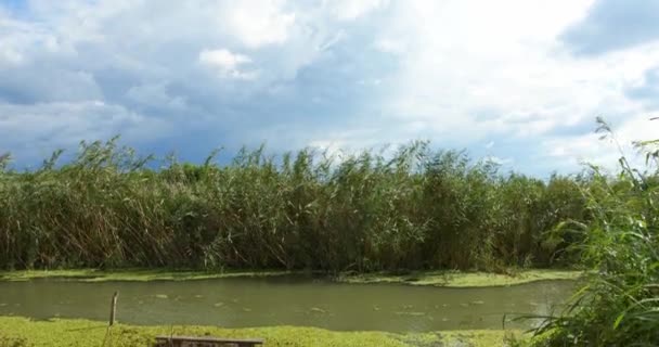 Filmagem Vegetação Verde Junto Lagoa Primavera — Vídeo de Stock