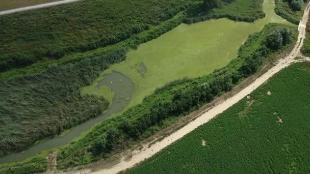 Drone Capturer Lac Entouré Végétation Verte Été — Video