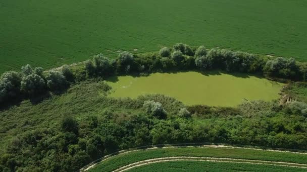 Limas Drones Alrededor Estanque Rodeado Vegetación Verde — Vídeos de Stock