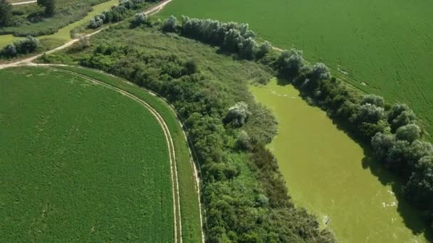 Drone Soubory Kolem Rybníka Obklopený Zelenou Vegetací Vedle Silnice — Stock video