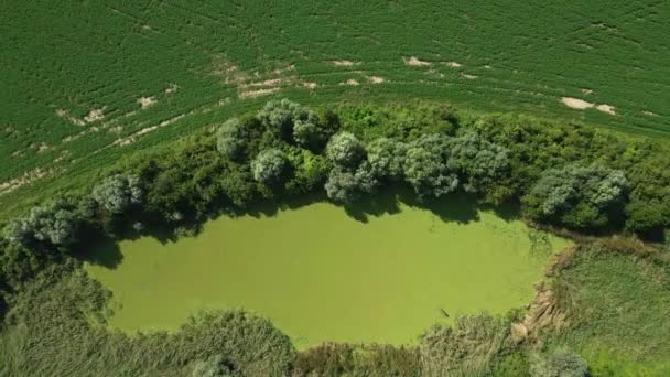 Drone Αρχεία Γύρω Από Μια Λίμνη Κρυμμένα Πράσινα Πεδία — Αρχείο Βίντεο