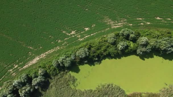 Drohne Fliegt Über Einen Mit Sträuchern Und Bäumen Versteckten Teich — Stockvideo
