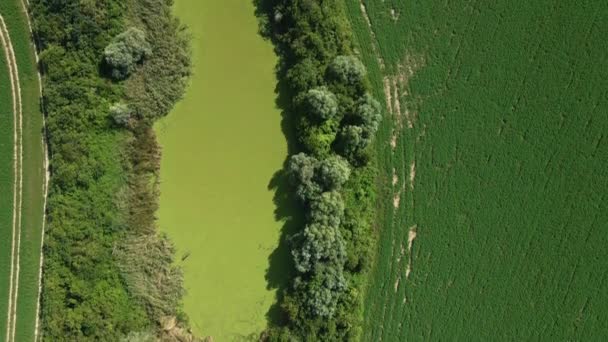 Drone Bestanden Een Vijver Omgeven Door Groene Velden — Stockvideo