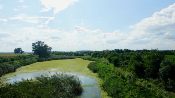 Filmagem Lagoa Com Vegetação Verde Dia Ensolarado Verão — Vídeo de Stock