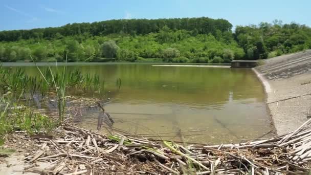Una Colonia Abejas Vuela Sobre Orilla Del Lago Bruje Serbia — Vídeos de Stock