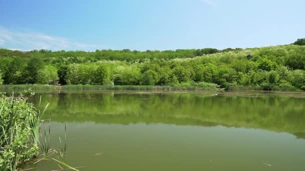 Jezero Bruje Obklopen Lesy Dřevěným Mola Břehu — Stock video